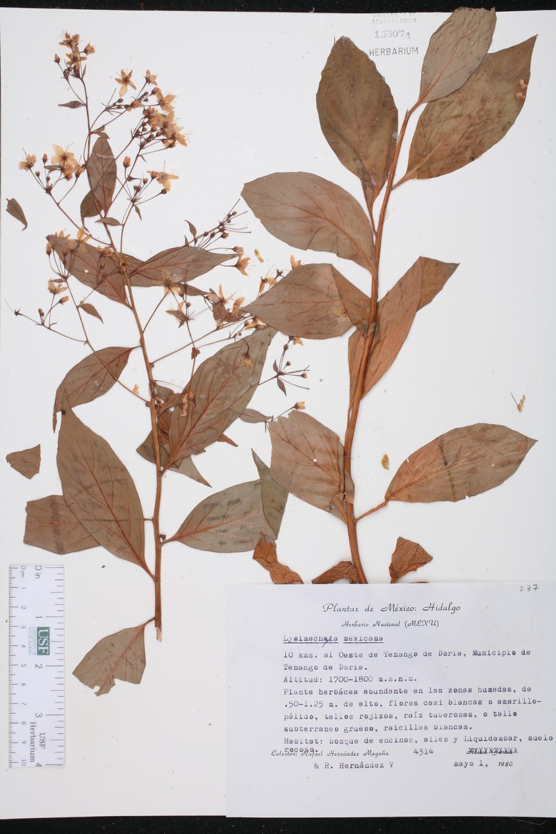 Lysimachia mexicana