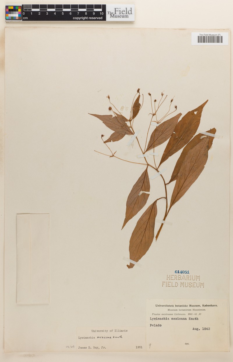 Lysimachia mexicana photo 2
