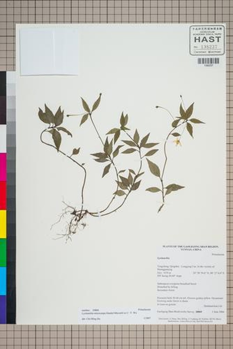Lysimachia microcarpa photo 2