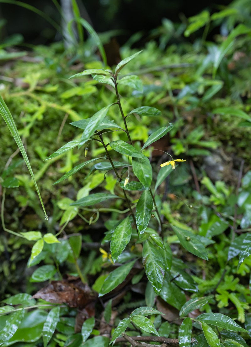 Lysimachia millietii