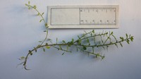 Chaffweed