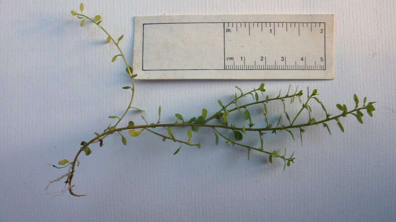 Chaffweed