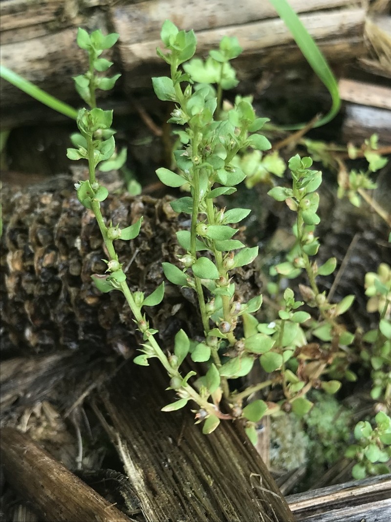 Chaffweed photo 3
