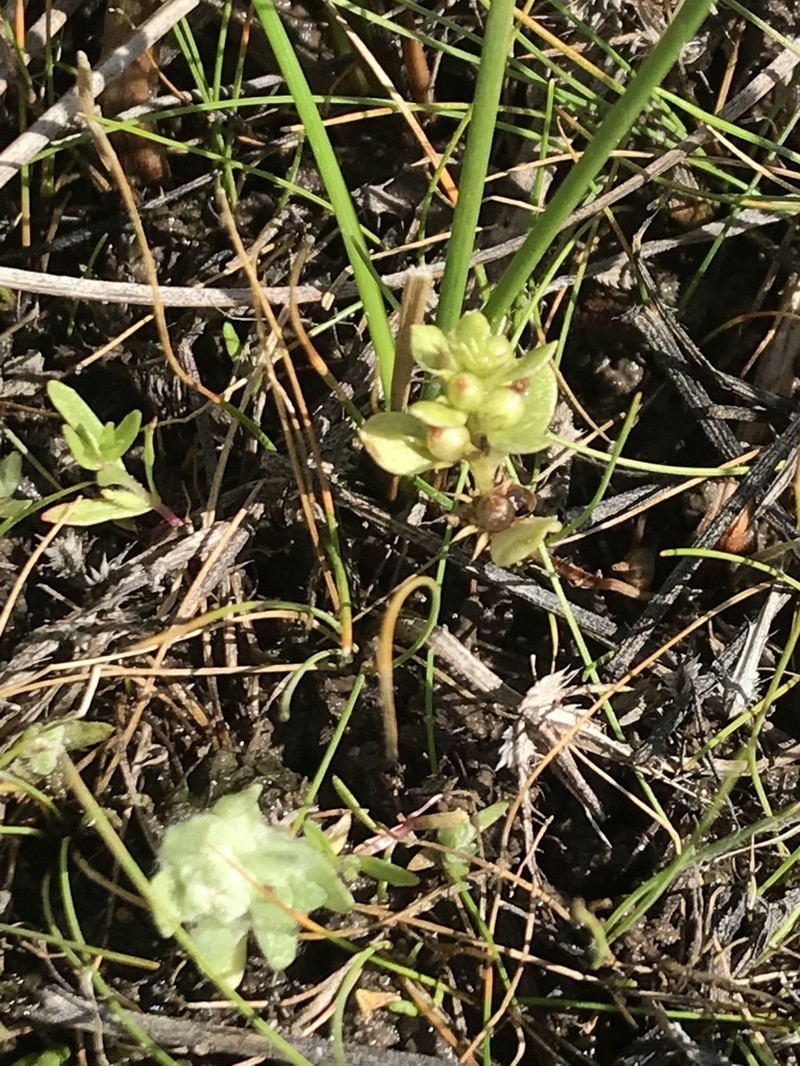 Chaffweed photo 4