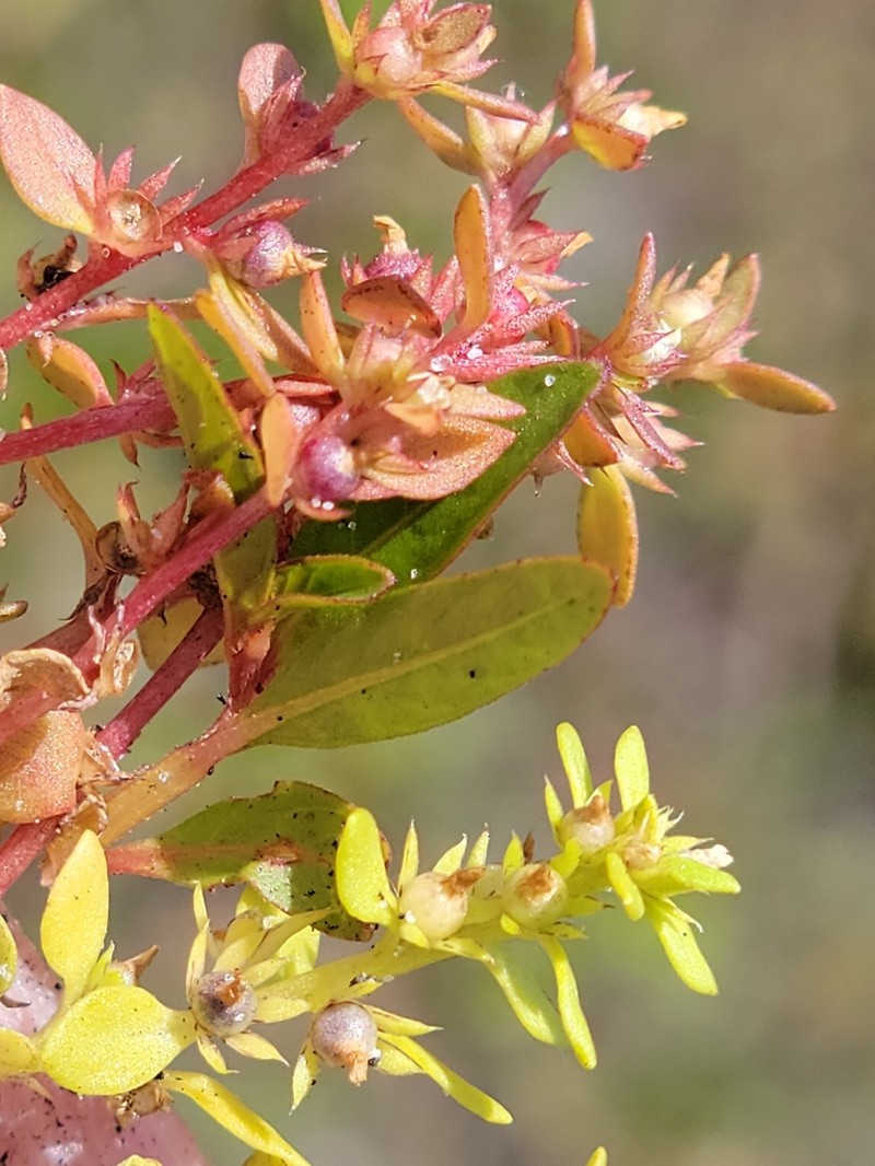 Chaffweed photo 5
