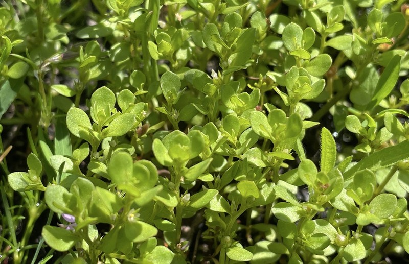 Chaffweed photo 6