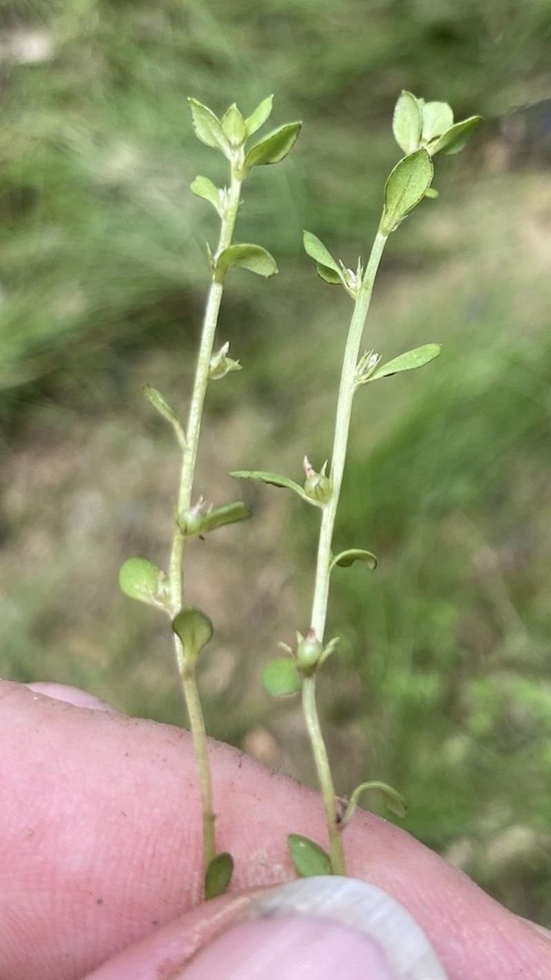 Chaffweed photo 7