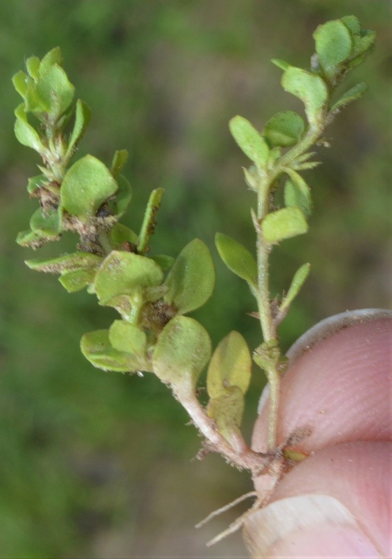 Chaffweed photo 8