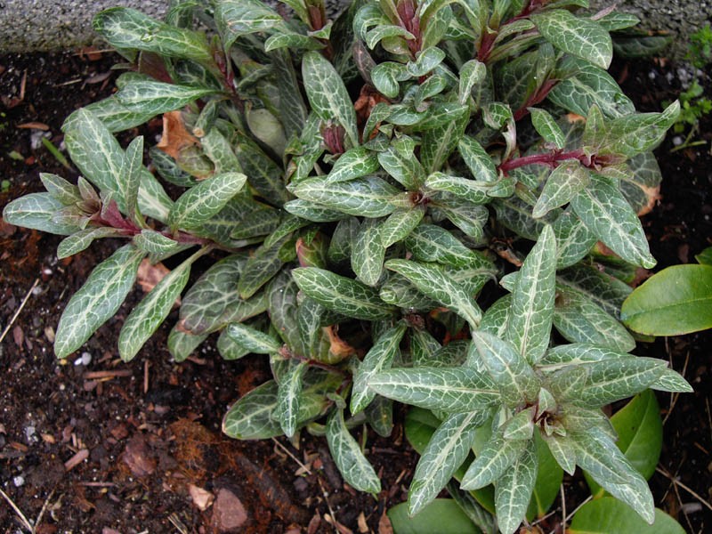 Lysimachia minoricensis