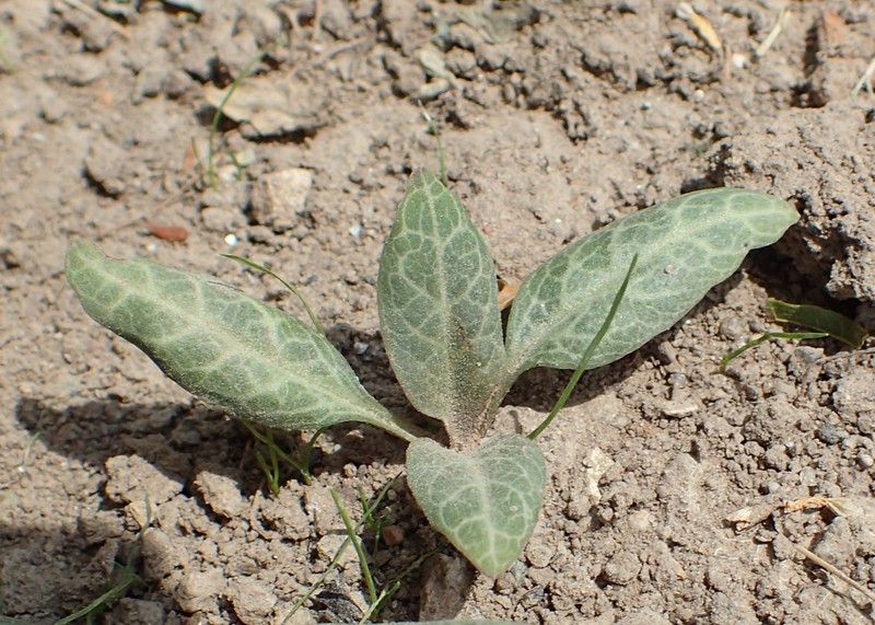 Lysimachia minoricensis photo 2