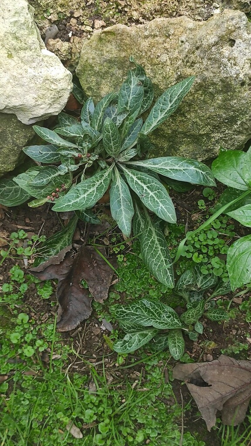 Lysimachia minoricensis photo 3