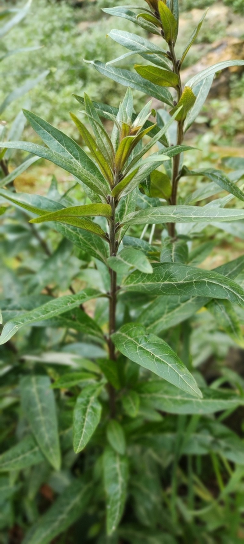 Lysimachia minoricensis photo 4