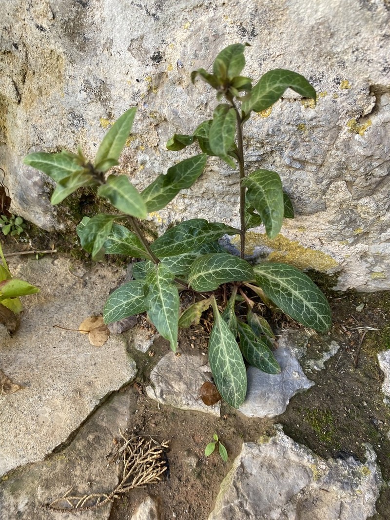 Lysimachia minoricensis photo 5
