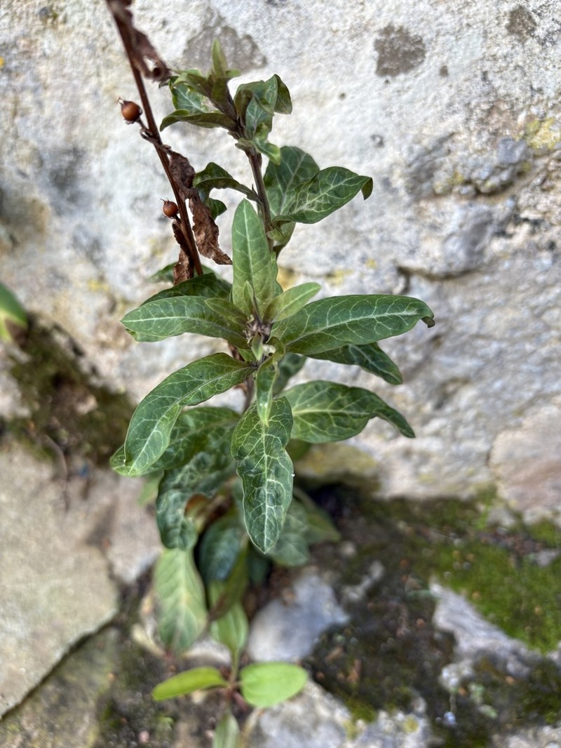 Lysimachia minoricensis photo 6