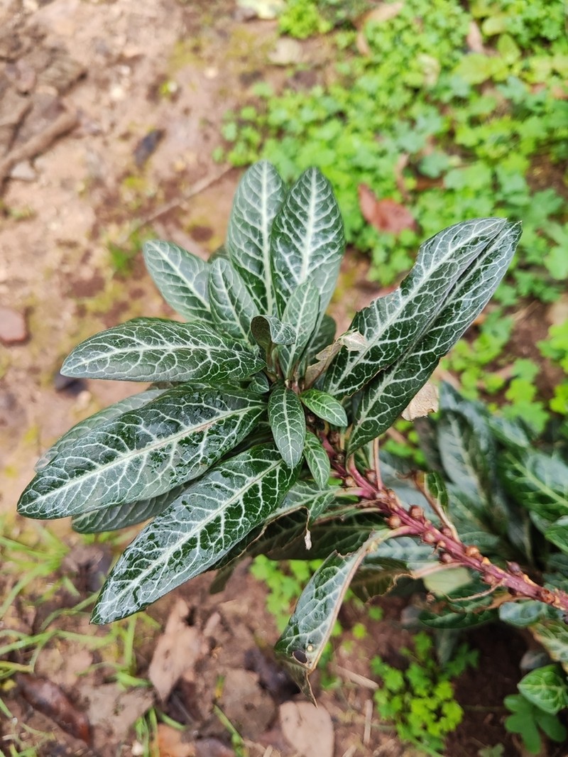 Lysimachia minoricensis photo 7