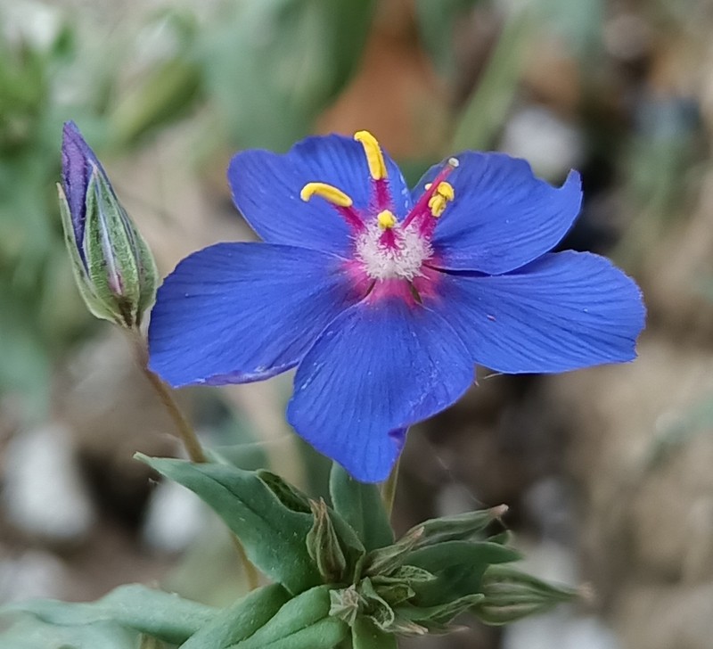 Flaxleaf Pimpernel photo 3