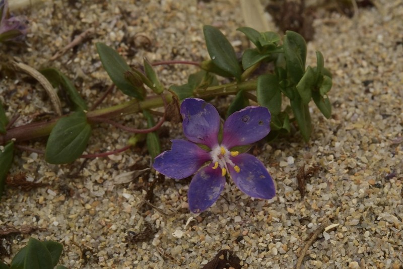 Flaxleaf Pimpernel photo 4