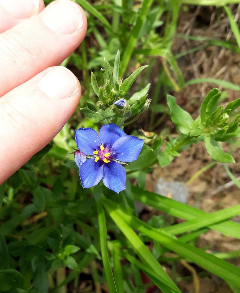 Flaxleaf Pimpernel photo 5