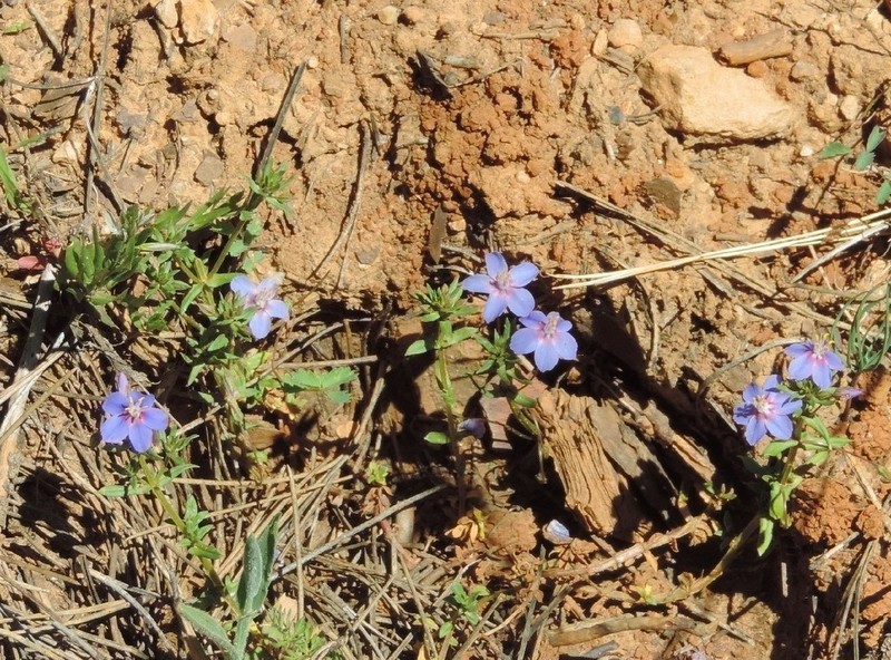 Flaxleaf Pimpernel photo 6