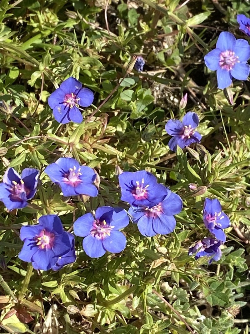 Flaxleaf Pimpernel photo 7