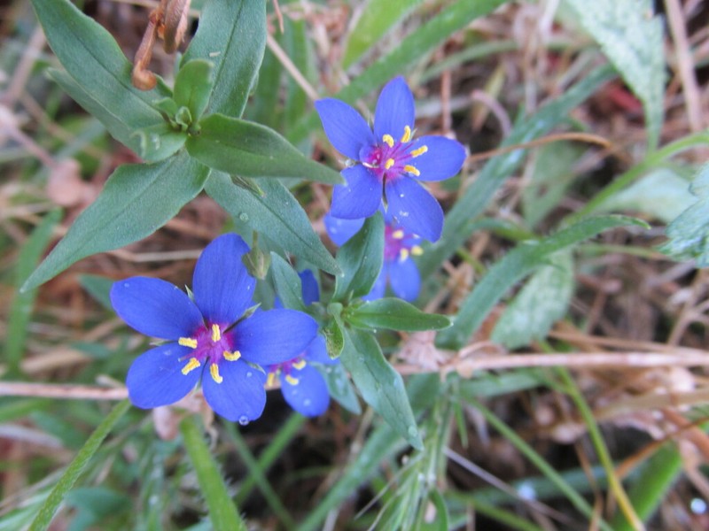 Flaxleaf Pimpernel photo 8