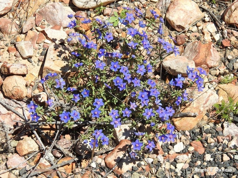 Flaxleaf Pimpernel photo 9