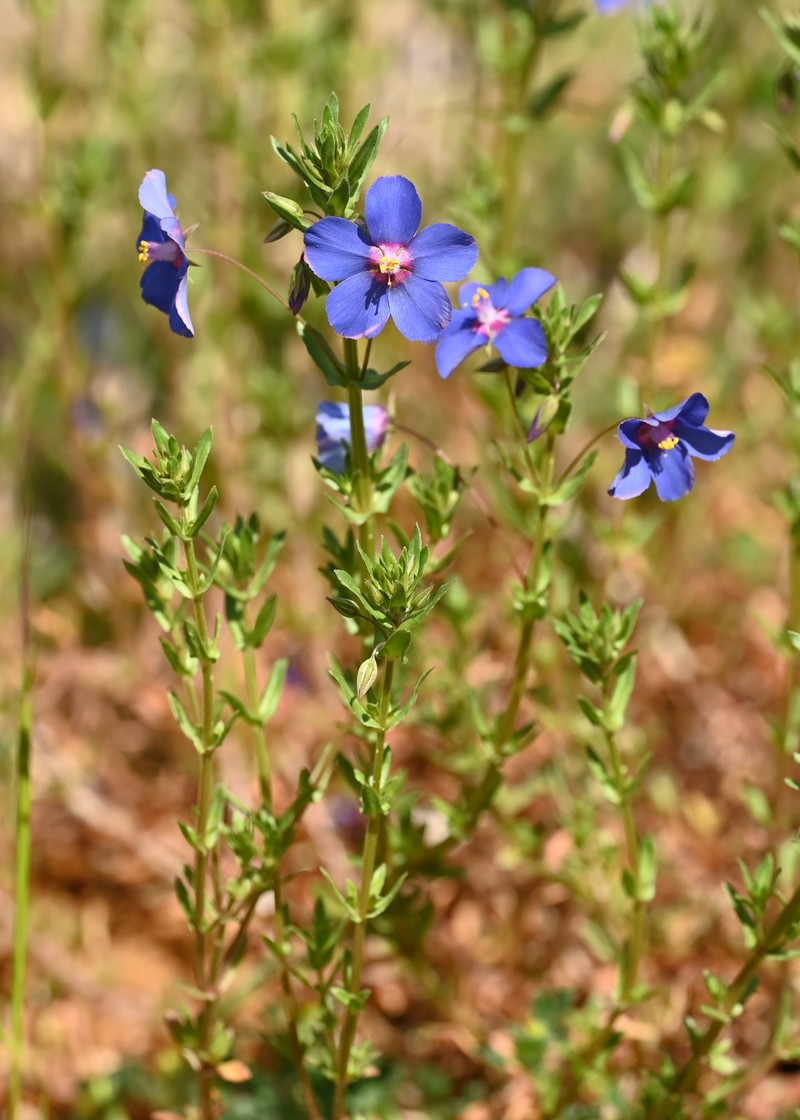 Flaxleaf Pimpernel photo 6
