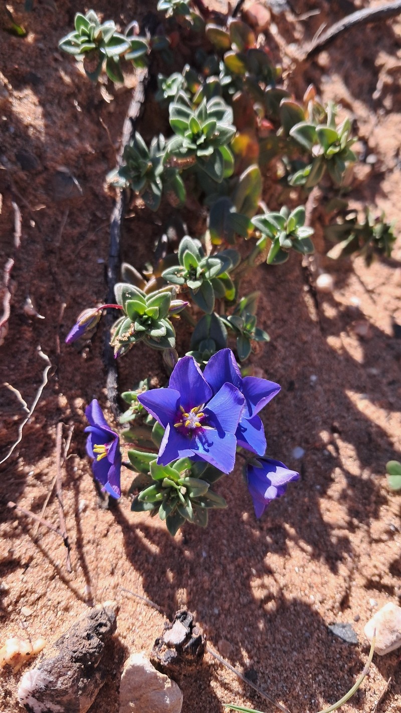 Lysimachia monelli subsp. maritima