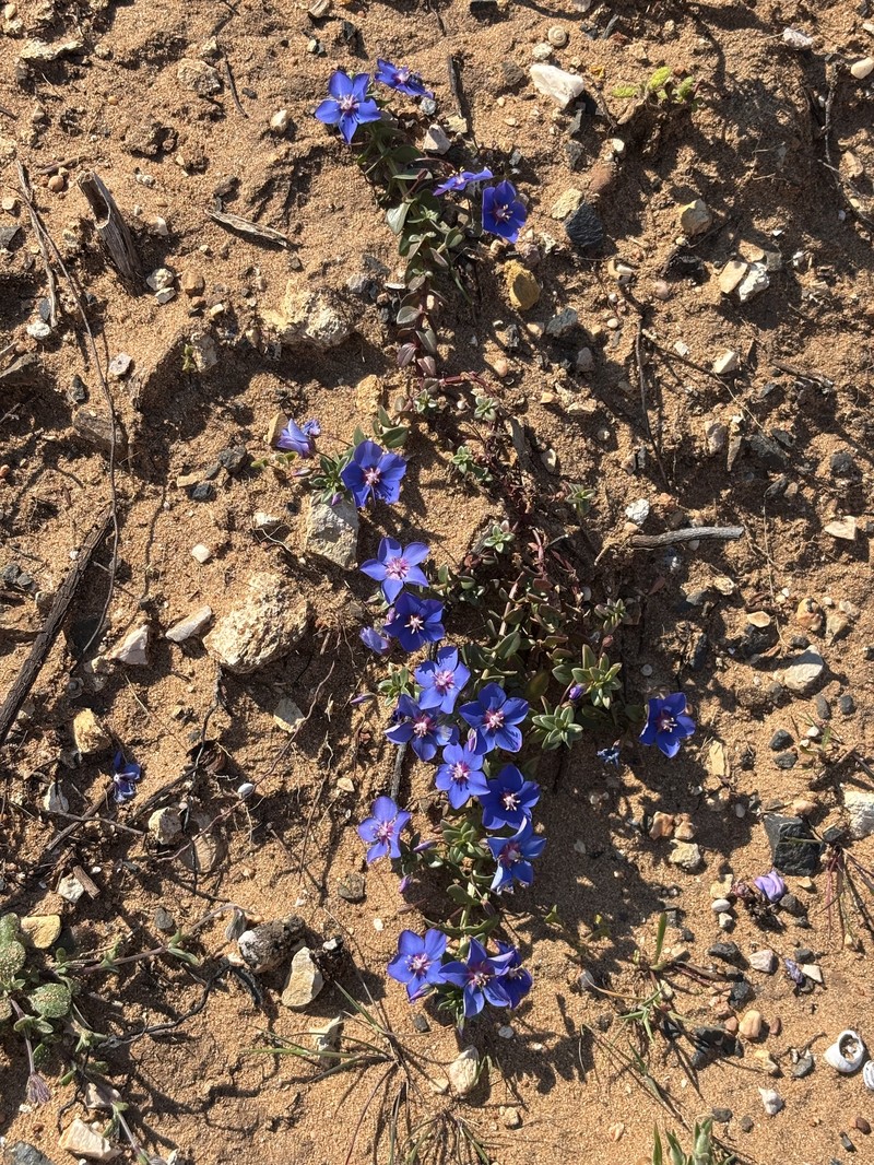 Lysimachia monelli subsp. maritima photo 3