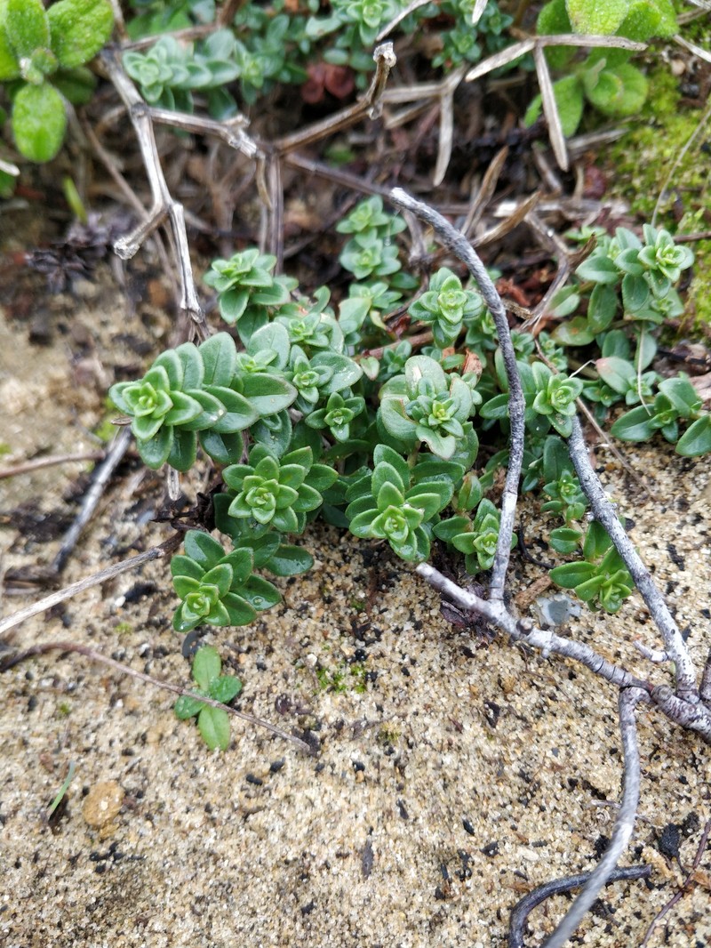 Lysimachia monelli subsp. maritima photo 4