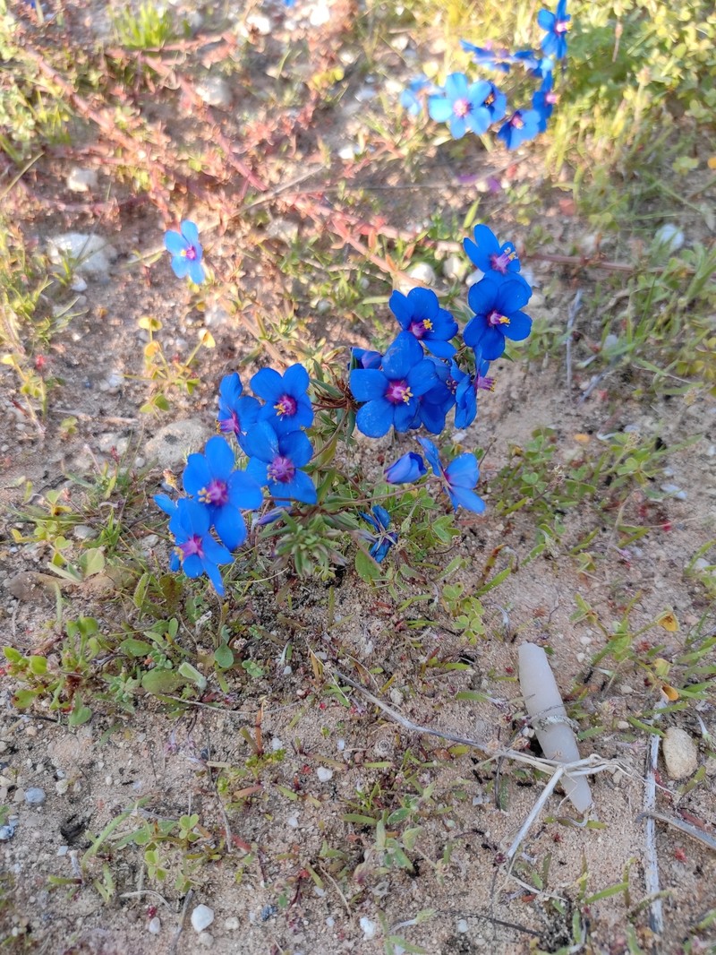 Lysimachia monelli subsp. monelli