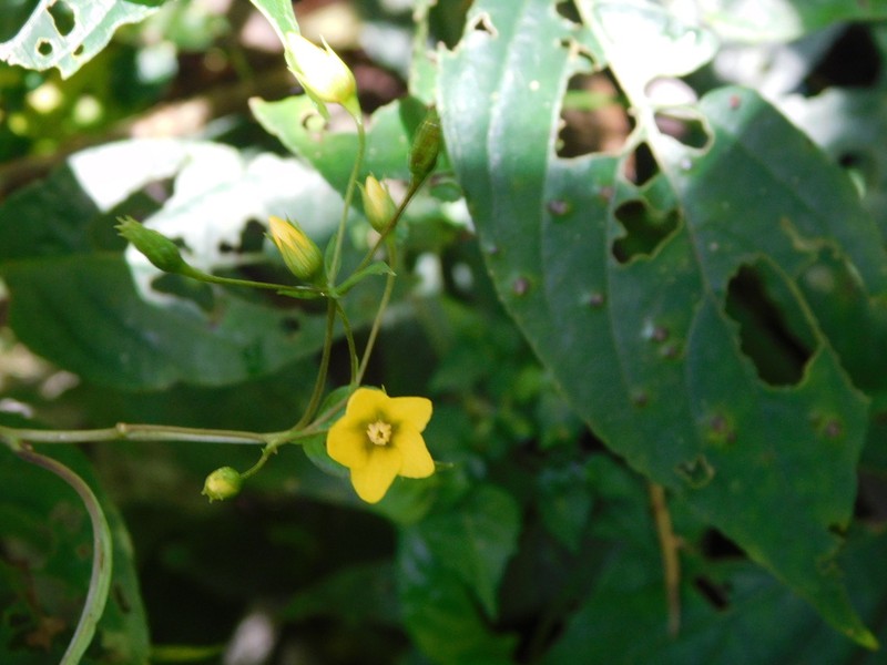 Lysimachia montana