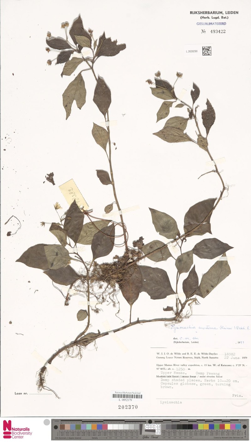 Lysimachia montana photo 2