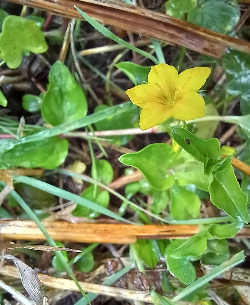 Lysimachia nemorum
