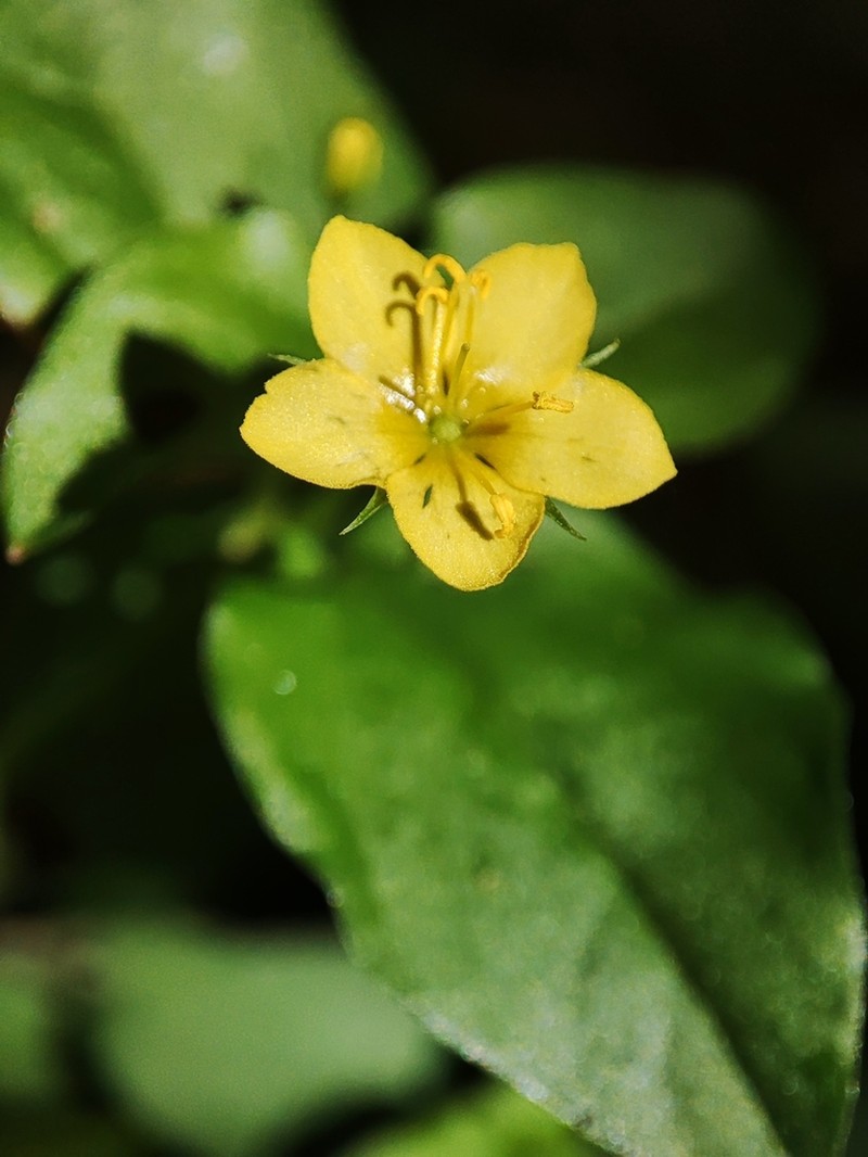 Lysimachia nemorum photo 2
