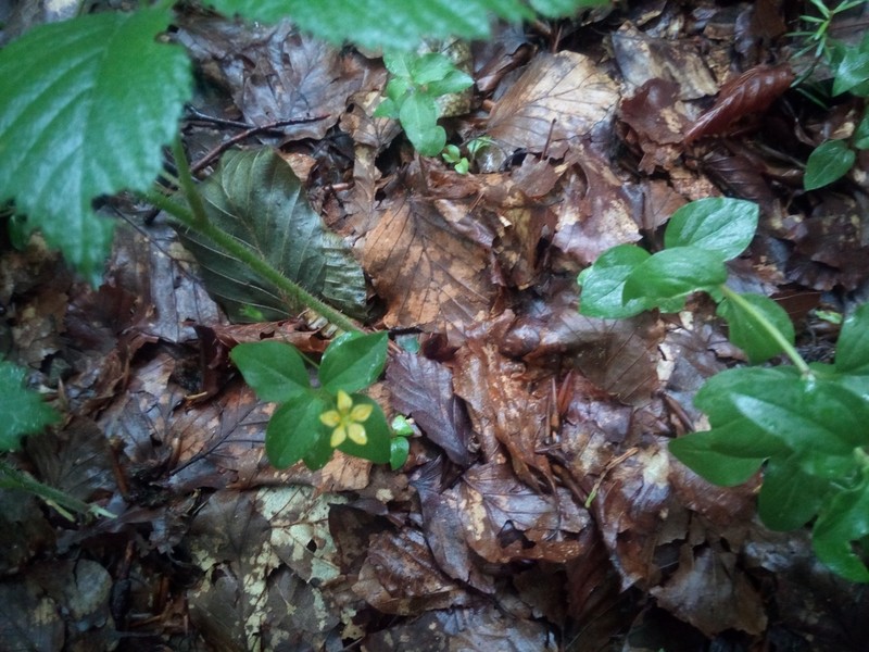 Lysimachia nemorum photo 3