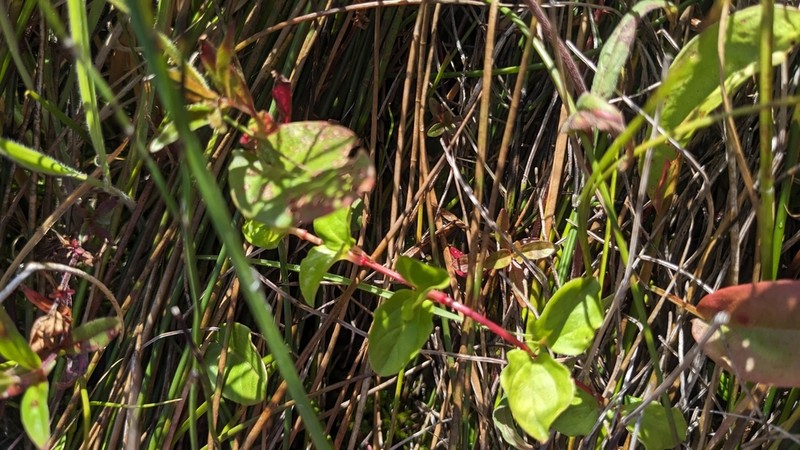 Lysimachia nemorum photo 4