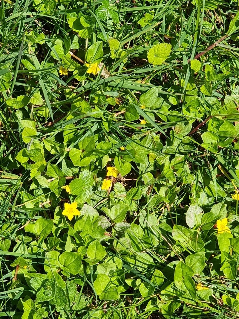 Lysimachia nemorum photo 5