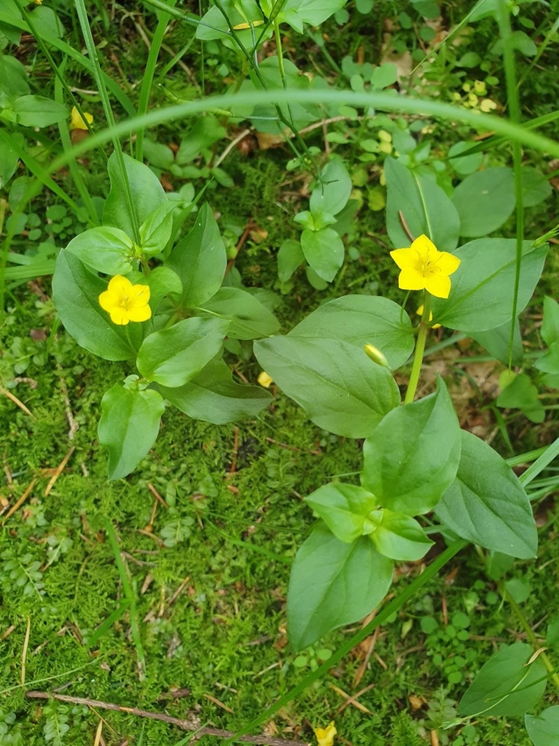 Lysimachia nemorum photo 6