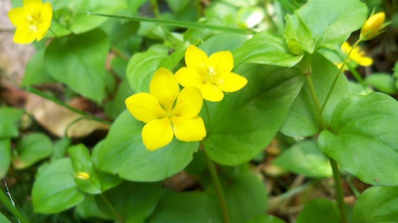 Lysimachia nemorum photo 7