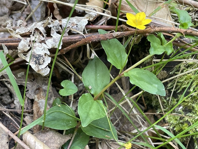 Lysimachia nemorum photo 8