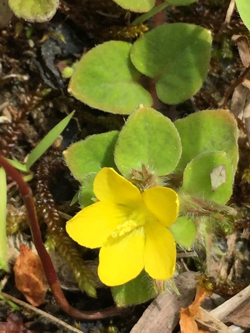 Lysimachia nigropunctata