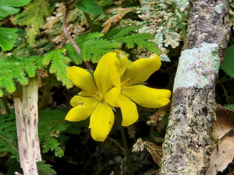 Lysimachia nigropunctata photo 2