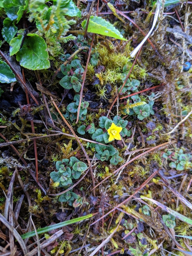 Lysimachia nigropunctata photo 3