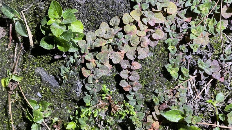 Lysimachia nigropunctata photo 4