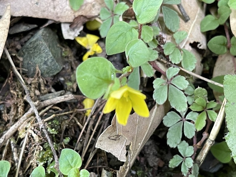 Lysimachia nigropunctata photo 5
