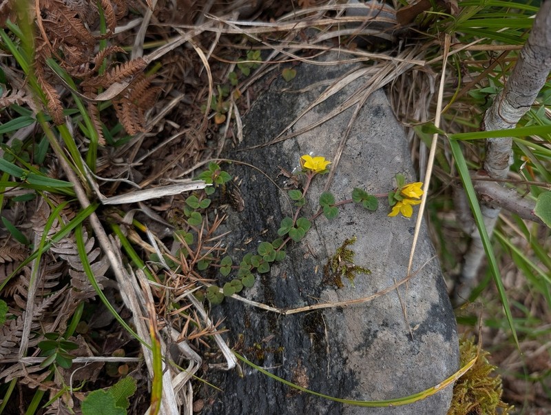 Lysimachia nigropunctata photo 6