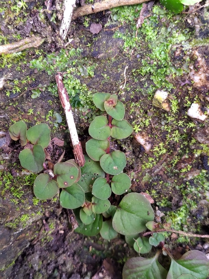 Lysimachia nigropunctata photo 7