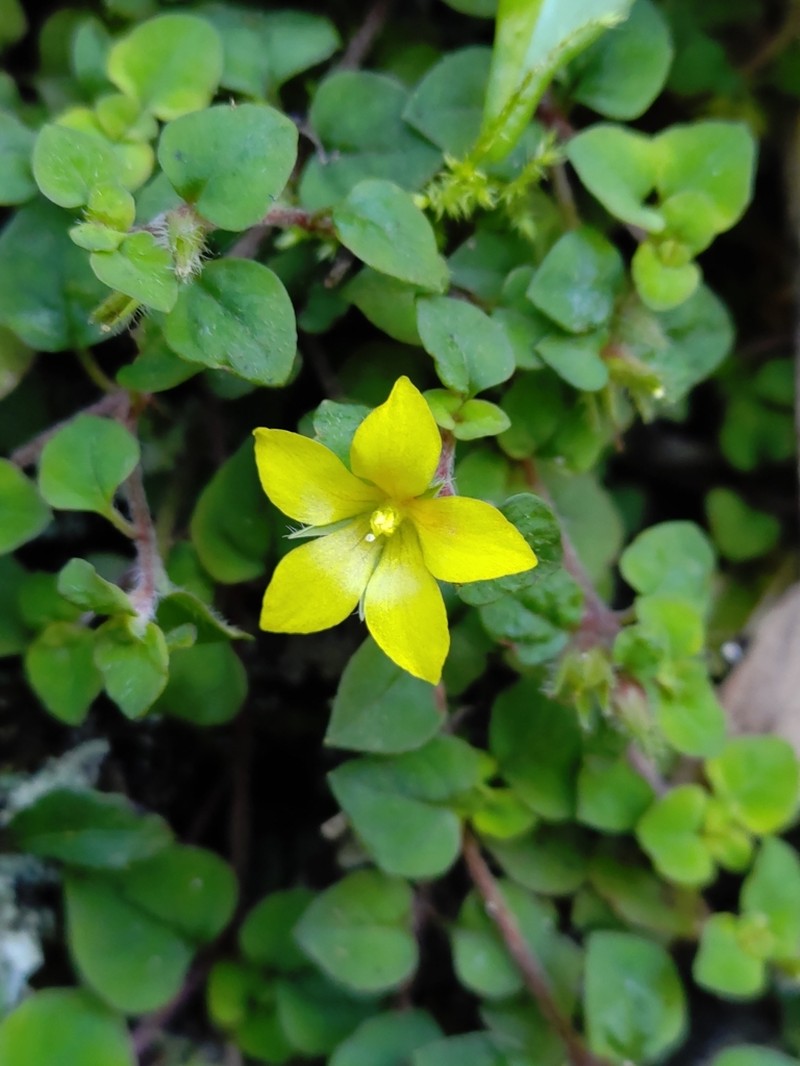 Lysimachia nigropunctata photo 8