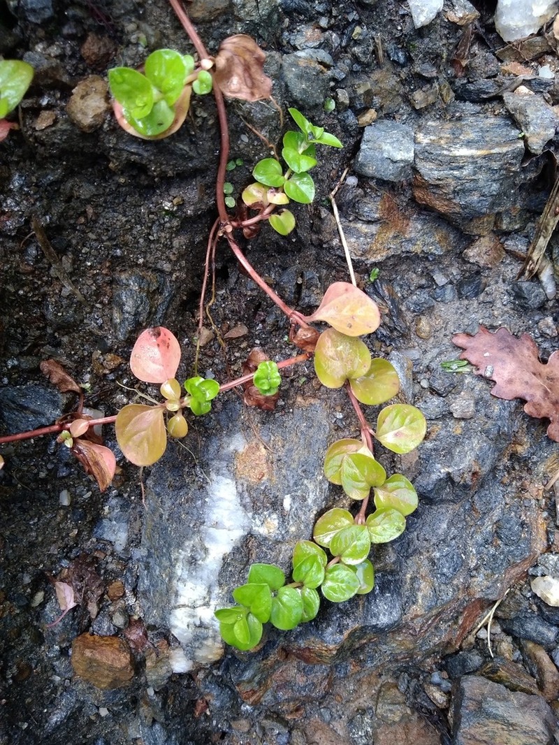 Creeping Jenny photo 3